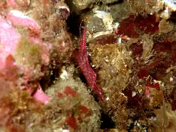 Sparkling Shrimp