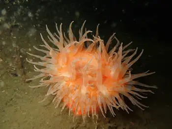 Swimming Anemone
