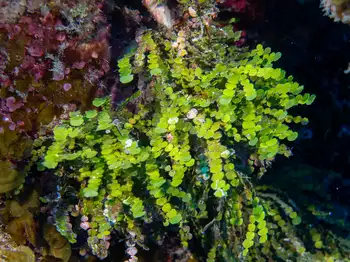 Algae
