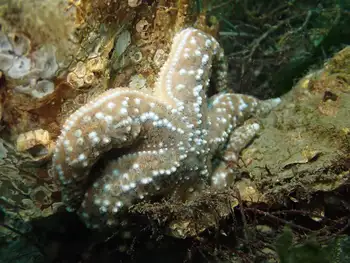 Ochre Star