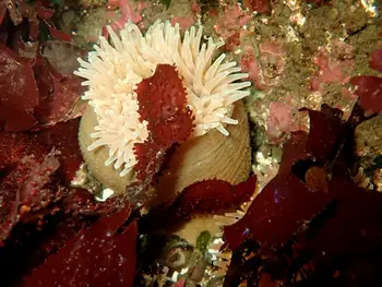 Swimming Anemone