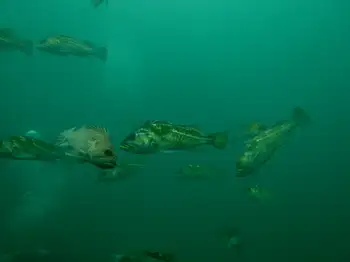 rockfish