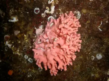 Pink Hydrocoral