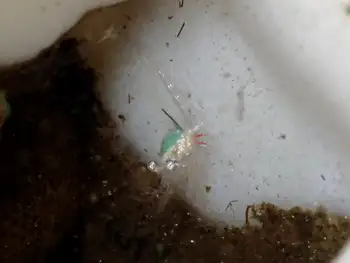 Shrimp