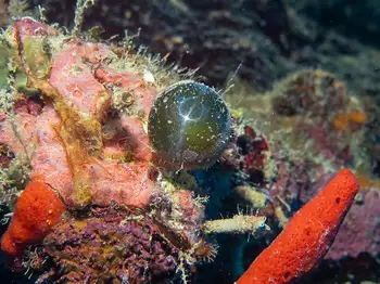 sea pearl algae