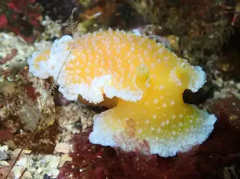 orange peel nudibranch