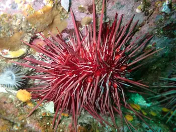 Red Sea Urchin