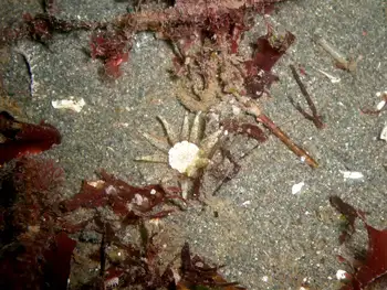 Ten Tentacled Burrowing Anemone