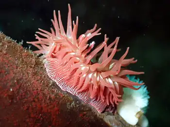 Proliferating Anemone