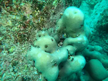 Pavona Coral