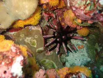Pacific Slate Pencil Urchin