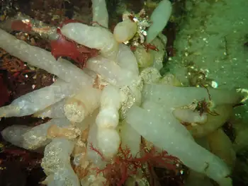 Eggs Opalescent Squid