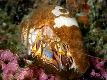 Widehand Hermit Crab