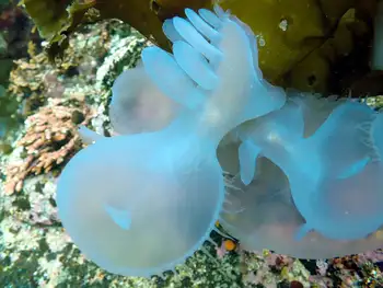 hooded nudibranch