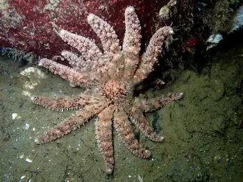 Sunflower Star
