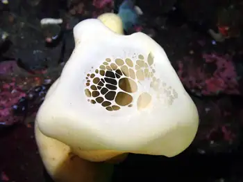 Cloud Sponge