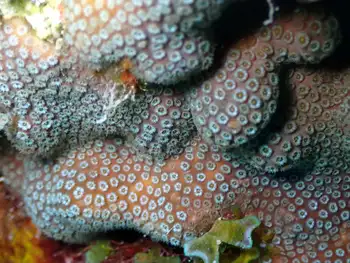 Coral