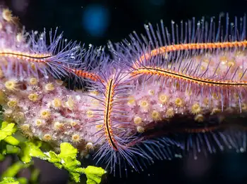 Sponge Brittle Star