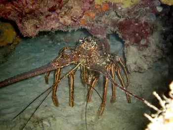 Caribbean Spiny Lobster