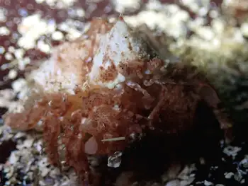 brown box crab