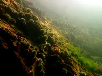 Green Sea Urchins