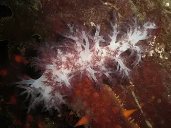 Red Dendronotid