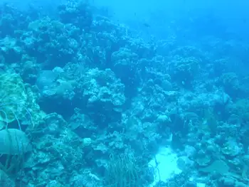 Coral