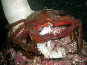 Southern Kelp Crab