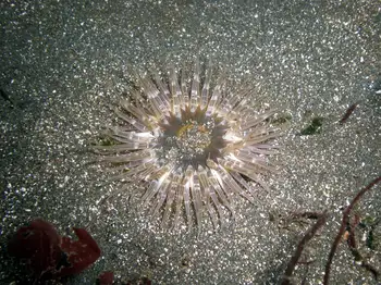 Moonglow Anemone