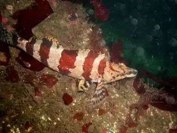 Painted Greenling