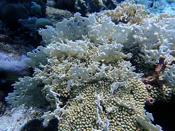 Coral