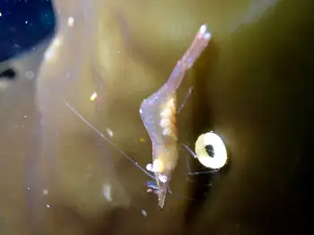 threespine shrimp