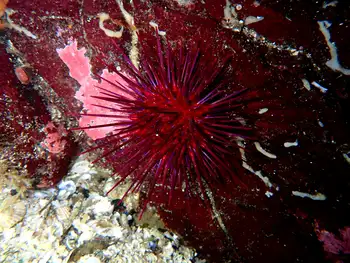red sea urchin