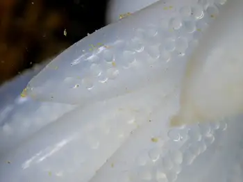 Eggs Opalescent Squid