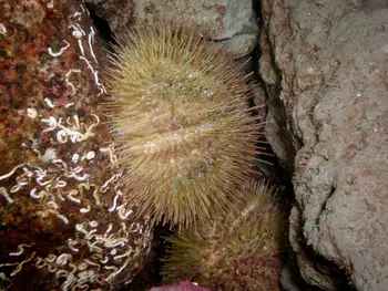 Green Sea Urchin