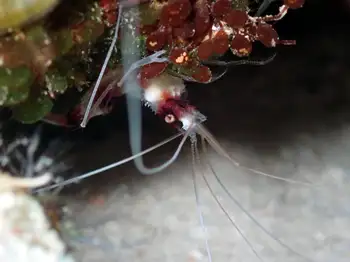 Banded Coral Shrimp