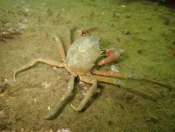 Northern Kelp Crab
