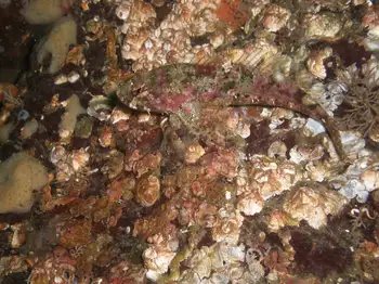 Sculpin