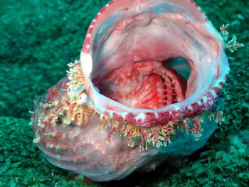 Pacific Stonefish