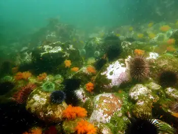Green Sea Urchins