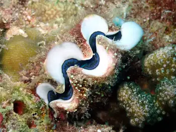 Crocus Giant Clam