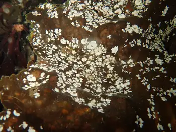 Coral Bryozoans