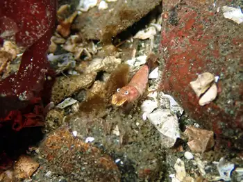 coastal spinyhead shrimp