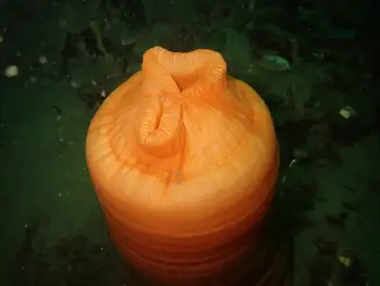 Metridium Anemone