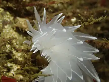 Alabaster Nudibranch