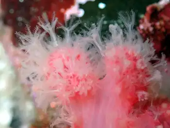 Red Soft Coral