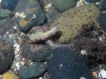 Sea Nymph