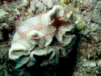 Coral