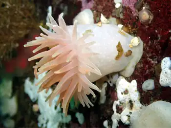 Crimson Anemone