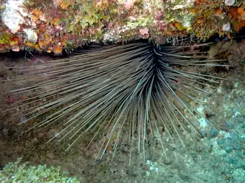Black Sea Urchin